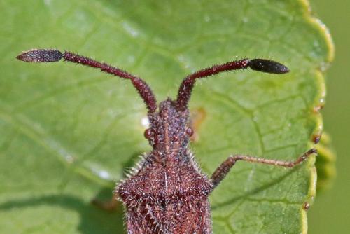 Coriomeris denticulatus